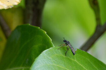 black robber fly sits on a green leaf