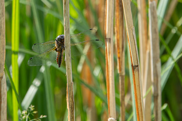 big dragonfly hangs from a reed and looks for prey