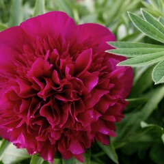 Wunderschüne Pfingstrose