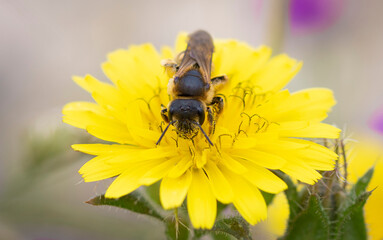 abeja, flores,polen,sol,mar,naturaleza,rural,alas,amarillo,miel,natural,insecto,