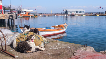 Fototapete bei efototapeten.de bestellen   