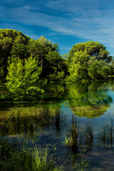 lake in the forest