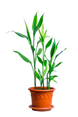 Lucky bamboo plant (Dracaena sanderiana) in brown pot isolated on white background.