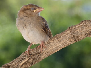 House sparrow (Passer domesticus) with closed eyes, perched on a tree branch, Spain