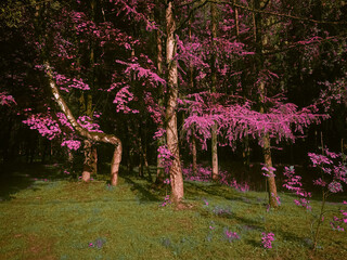Pink blooms on the trees in the park. Colorful spring landscape. 
