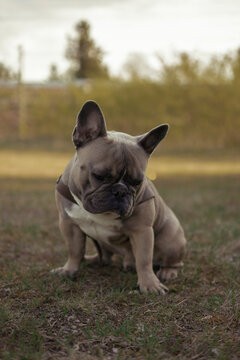 French Bulldog 