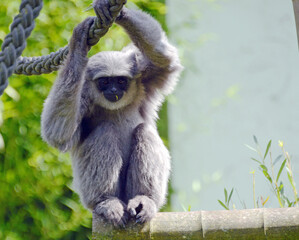 Kleiner grauer Gibbon Affe im Zoo