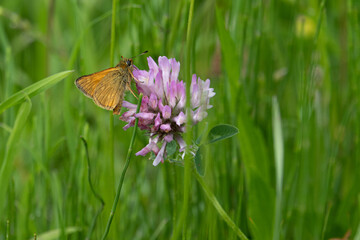  small orange butterfly brown bullhead butterfly sits on a blossom
