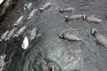 Penguins swimming in circles