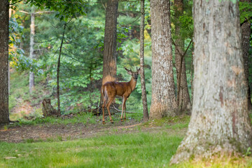 A male White Tailed Deer looking over his shoulder in to the frame. His antlers are in velvet and are not finished growing yet.