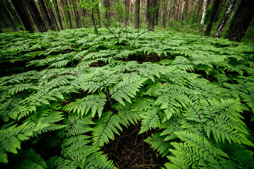 Beautiful nature background of vivid green ferns. Backdrop of lush fern thickets close-up. Chaotic rich flora among trees. Chaos of wild ferns in forest thicket. Natural texture of many fern leaves.