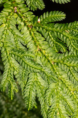 Spikemoss (Selaginella vogelii)
