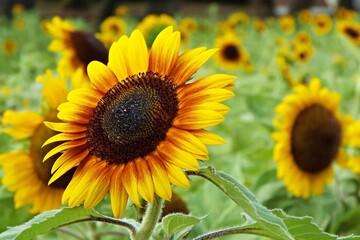 sunflower field in summer