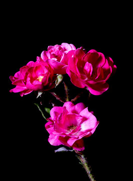 Flores sobre fondo negro