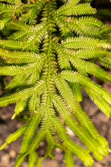 Selaginella involvens