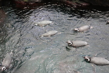 Penguins swimming in circles