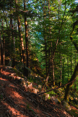 Woodland of Germany's Black Forest (Schwarzwald)