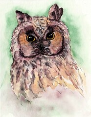 owl watercolor drawing