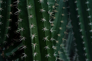 dark green cactus texture for background