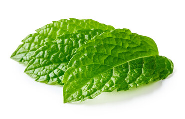 Mint leaves isolated on white background. Front view of fresh mint.