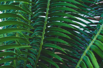 Obraz na płótnie Canvas Cycas tree green leaf for background