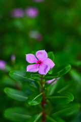 Madagascar periwinkle - Flowers and herbs that have the ability to treat disease