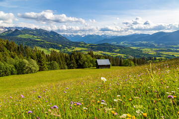 Allgäu - Bergwiesen - Blumen - Alpen - Panorama 