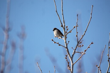 bird on a branch