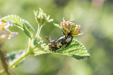 insecte coléoptère avec fleur