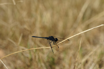 libellule noire
