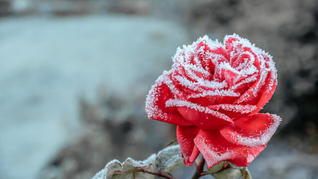 Single red rose with frosted petals