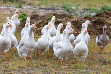 Gans