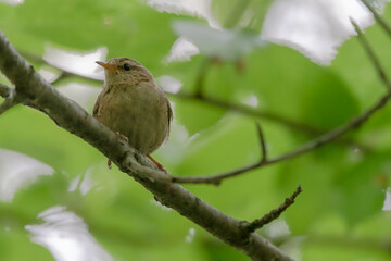 bird, natur, ast, wild lebende tiere, robin, tier, baum, wild, schnabel, gering