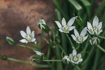Many small white flowers similar to lilies close-up. Beautiful natural background in the summer. Perennial plants for flower beds.