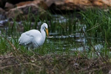 Great egret catching fish standing  in ocean water