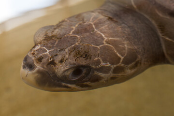 Turtles at a rescue station in Sri Lanka