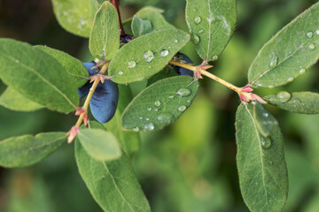 Juicy honeysuckle berries on a green branch. Large raindrops shine in the sun. Beautiful natural background in the summer. Natural vitamins, healthy nutrition.