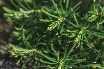 Juicy green shoots of a decorative plant shine in the sun after rain. Beautiful natural background in the summer. Perennial plants for flower beds.
