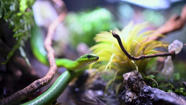 Close-up portrait of the smooth green snake (Opheodrys vernalis) species of North American nonvenomous snake in the family Colubridae. Grass reptile in forest between the branches, rocks and flowers.