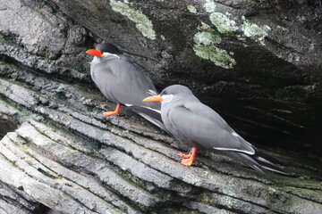 Bird sitting on a rock