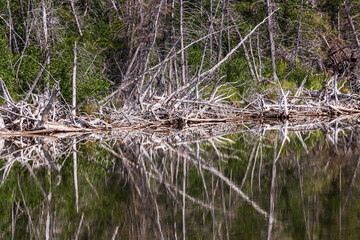 nature scenarios inside Jasper National Park, Alberta, Canada