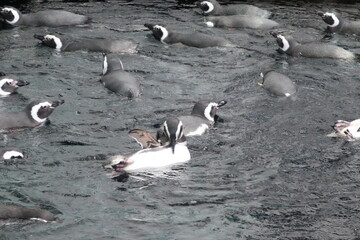 Penguins Swimming in the Water