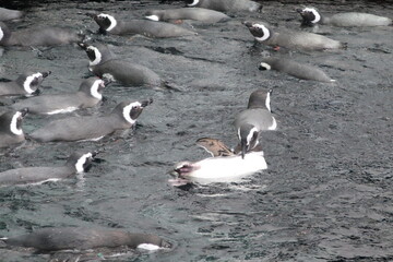 Obraz premium Penguins Swimming in the Water