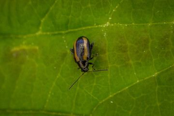 beautiful beetle creeps on a leaf on a summer day
