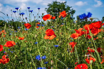 Sommerblumen Mix