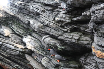 Bird sitting on a rock