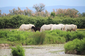 Obraz premium Puledro Camargue