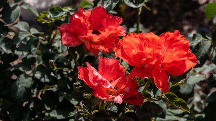 Beautiful bright red roses in the garden