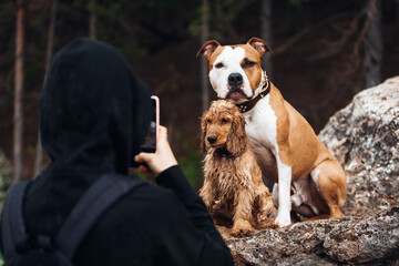 Owner teke a photo of american staffordshire terrier and cocker spaniel puppy after swimming
