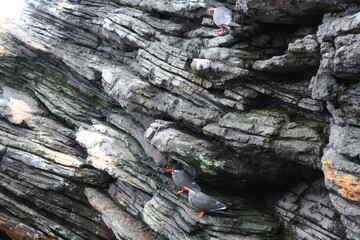 Bird sitting on a rock